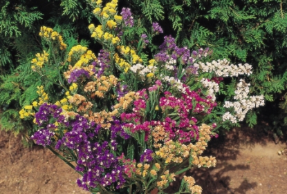 Picture of Statice - Supreme Formula Mixture